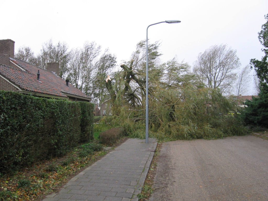 Wilgenboom 2