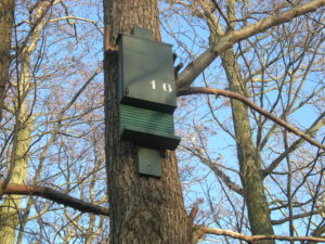Een vleermuiskast in de eendenkooi. De dieren kruipen er van onderen in. 