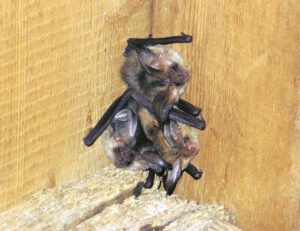 Gewone grootoorvleermuizen op een kerkzolder. (Foto: Carola van den Tempel)