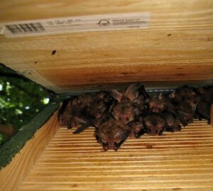 Grootoren in een vleermuizenkast. (Foto: Jan Boshamer)