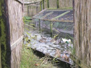 Voer lokt eenden de vangpijp in. (Foto: Johan Stuart)