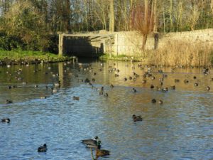 Waar brengen de eenden van de eendenkooi de nacht door? (Foto: Jan Zijp)