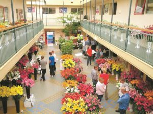 BolleNoord Plaza staat deze dag vol met de beste en mooiste lelie en Calla bloemen uit de wereld. (Foto's: aangeleverd)