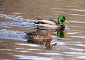 Een paartje wilde eenden. Foto: Henk van Bruggen
